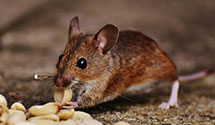 24 Hour & Emergency Exterminators in Ft Lyon, CO